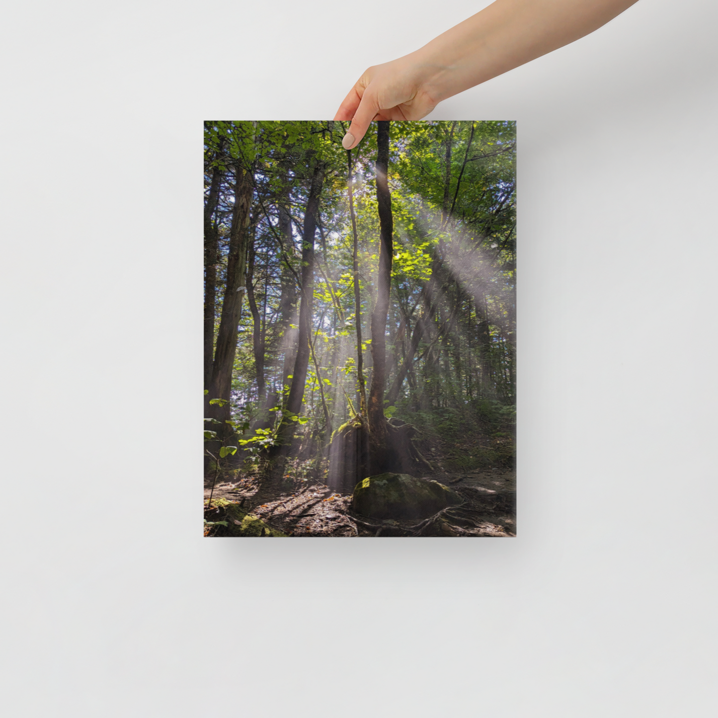 Rooted in Light Canvas