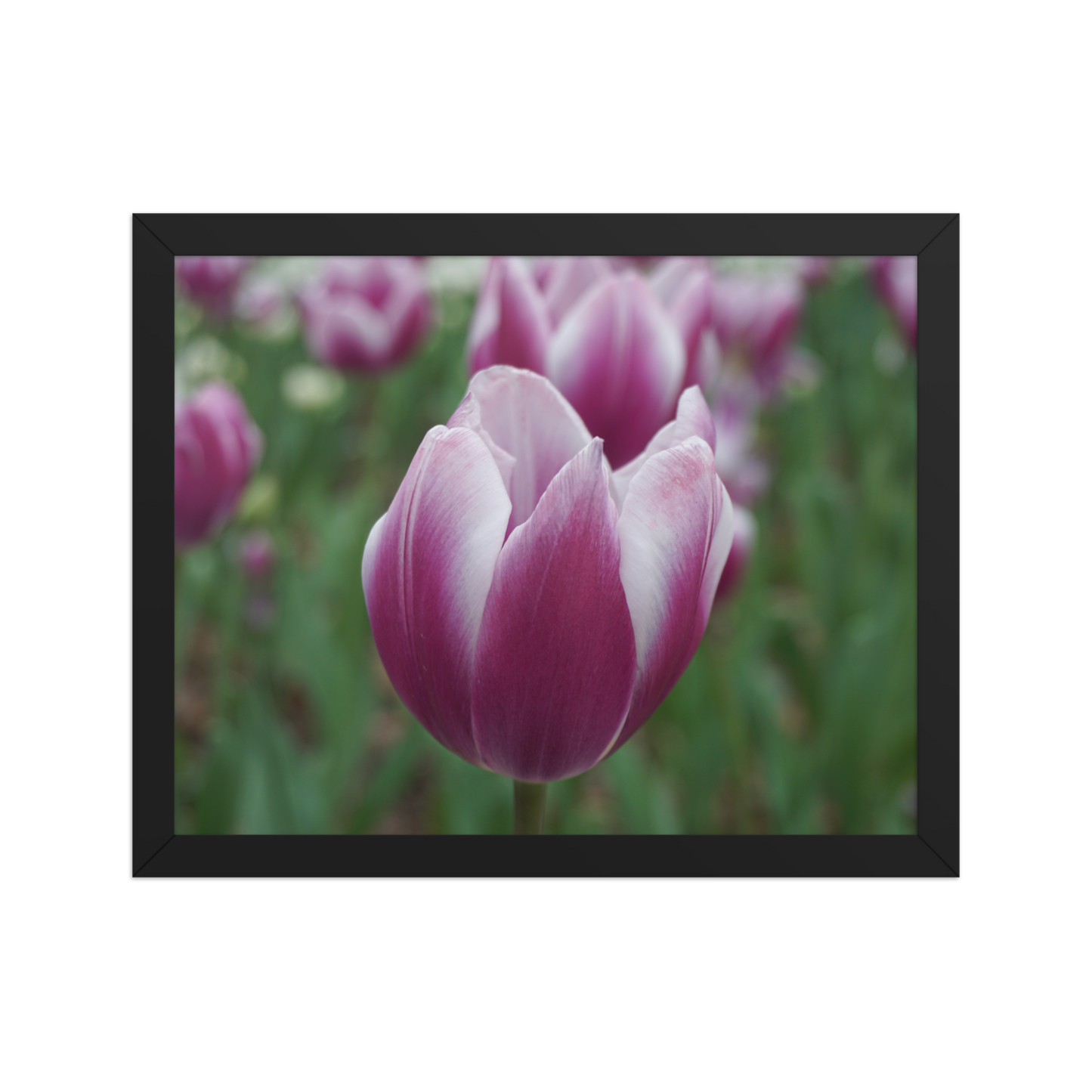 Blush in Bloom Framed Print