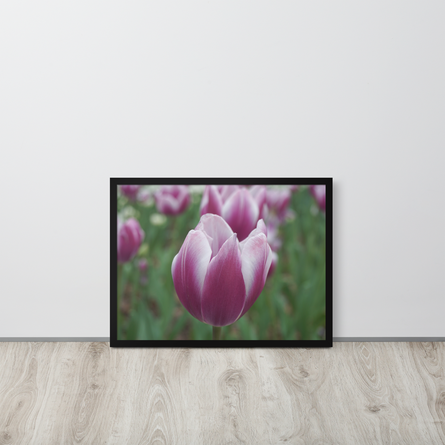 Blush in Bloom Framed Print