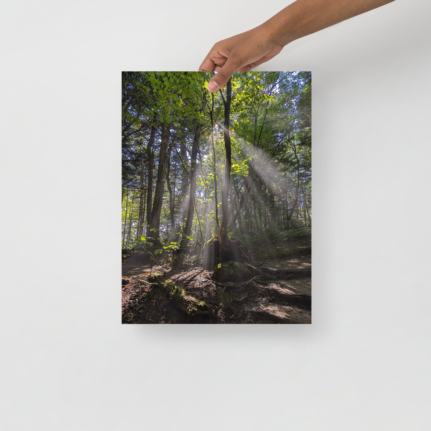 Rooted in Light