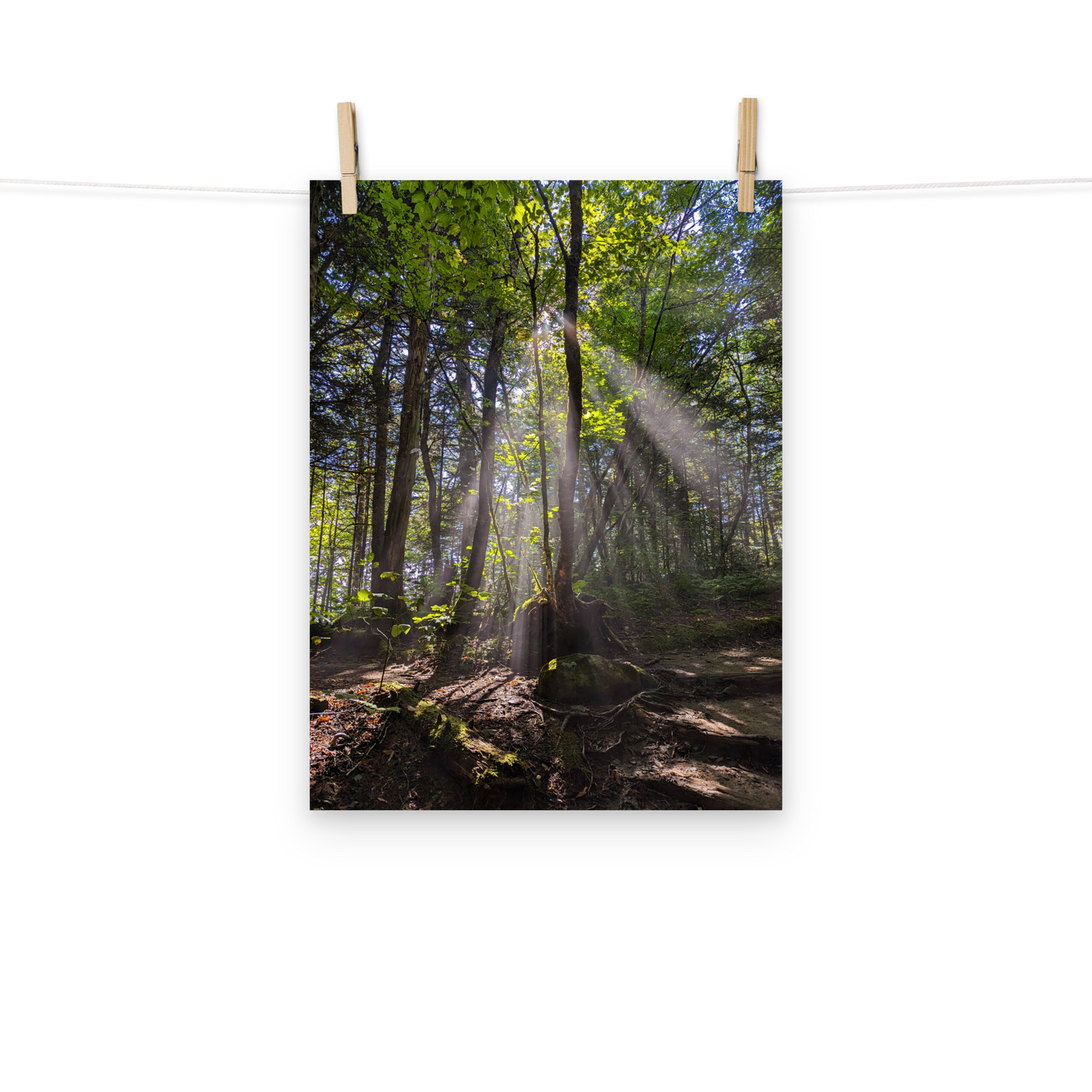 Rooted in Light