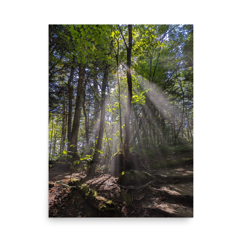 Rooted in Light
