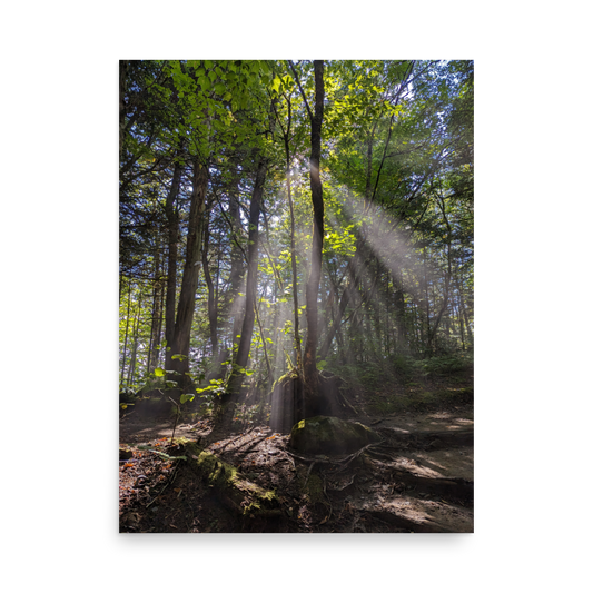 Rooted in Light