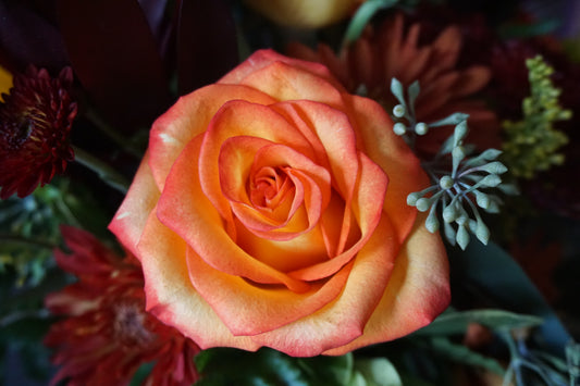 Bloom of Fire