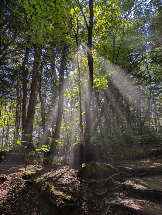 Rooted in Light Canvas